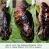 argynnis aglaja daghestan chiragchay pupa